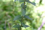 Wholeleaf rosinweed